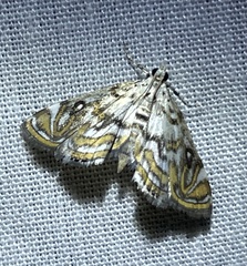 Parapoynx polydectalis