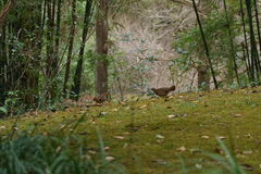 Bambusicola thoracicus