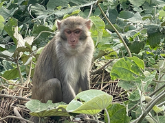Macaca mulatta