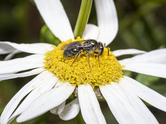 Lasioglossum viride