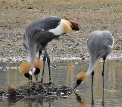 Balearica regulorum regulorum