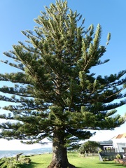 Araucaria heterophylla