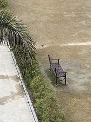 Streptopelia senegalensis