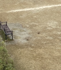 Streptopelia senegalensis