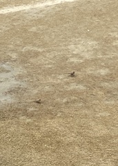 Streptopelia senegalensis