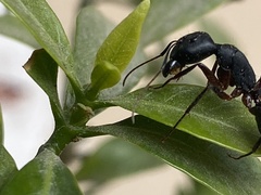 Camponotus compressus
