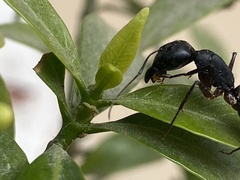 Camponotus compressus