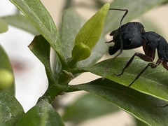 Camponotus compressus