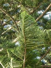Araucaria heterophylla