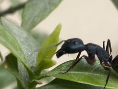 Camponotus compressus