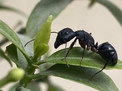 Camponotus compressus