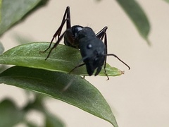 Camponotus compressus