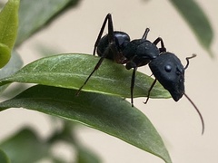 Camponotus compressus
