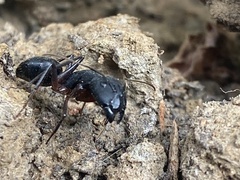 Camponotus compressus