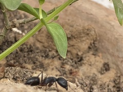 Camponotus compressus
