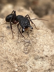 Camponotus compressus