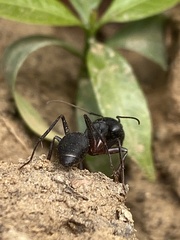 Camponotus compressus
