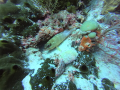 Epinephelus fasciatus