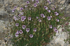 Erodium celtibericum