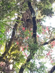 Peraxilla tetrapetala