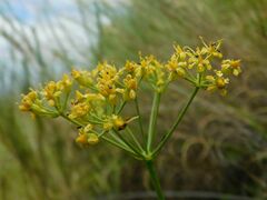 Lichtensteinia trifida