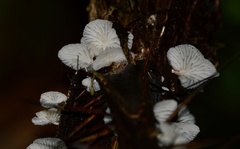 Marasmiellus
