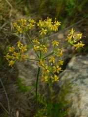 Lichtensteinia trifida