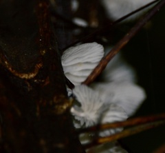 Marasmiellus