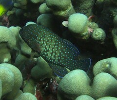 Cephalopholis cyanostigma