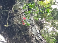 Peraxilla tetrapetala