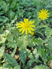 Senecio vernalis