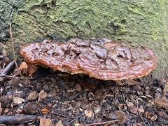 Ganoderma pfeifferi