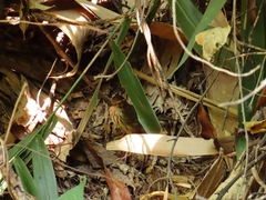 Pellorneum ruficeps