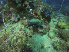 Plectorhinchus chaetodonoides