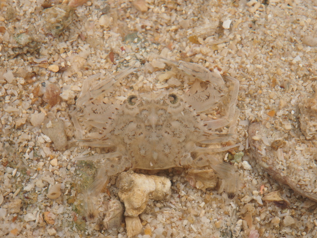 Eodemus