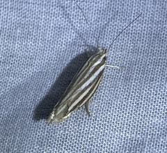 Catoryctis eugramma