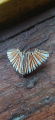 Pityeja histrionaria