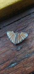 Pityeja histrionaria