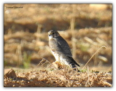 Falco columbarius