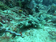 Cymbacephalus beauforti