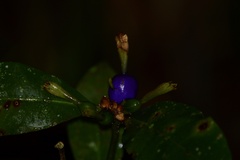 Psychotria laciniata