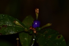 Psychotria laciniata