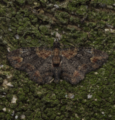 Pasiphilodes testulata