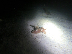 Sepia latimanus