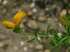 Argyrolobium pachyphyllum