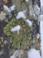 Melanohalea exasperatula