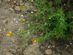 Argyrolobium pachyphyllum