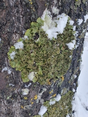 Melanohalea exasperatula