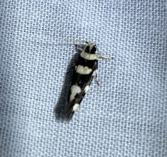 Macrobathra bigerella