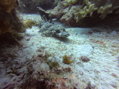 Cymbacephalus beauforti